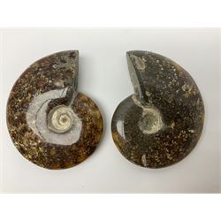 Pair of polished Cleoniceras Ammonites with intricate suture pattern, age; Cretaceous period, location; Madagascar