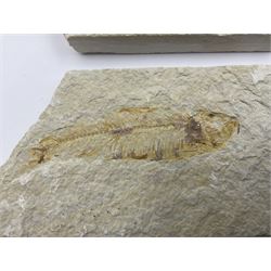 Four fossilised fish (Knightia alta) each in an individual matrix, age; Eocene period, location; Green River Formation, Wyoming, USA, largest matrix H7cm, L13cm