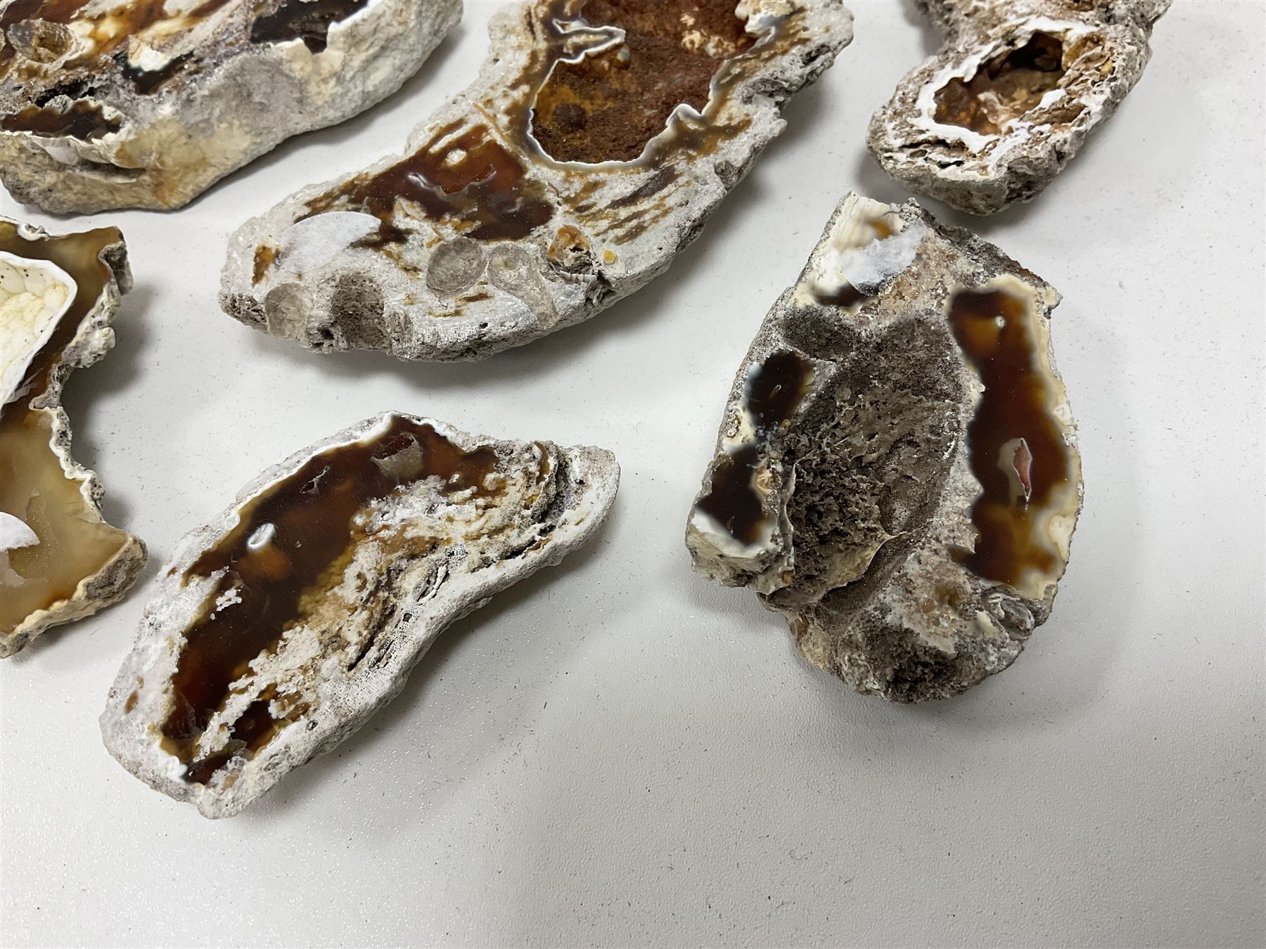 Large collection of Agatized Coral, largest H11cm (12)