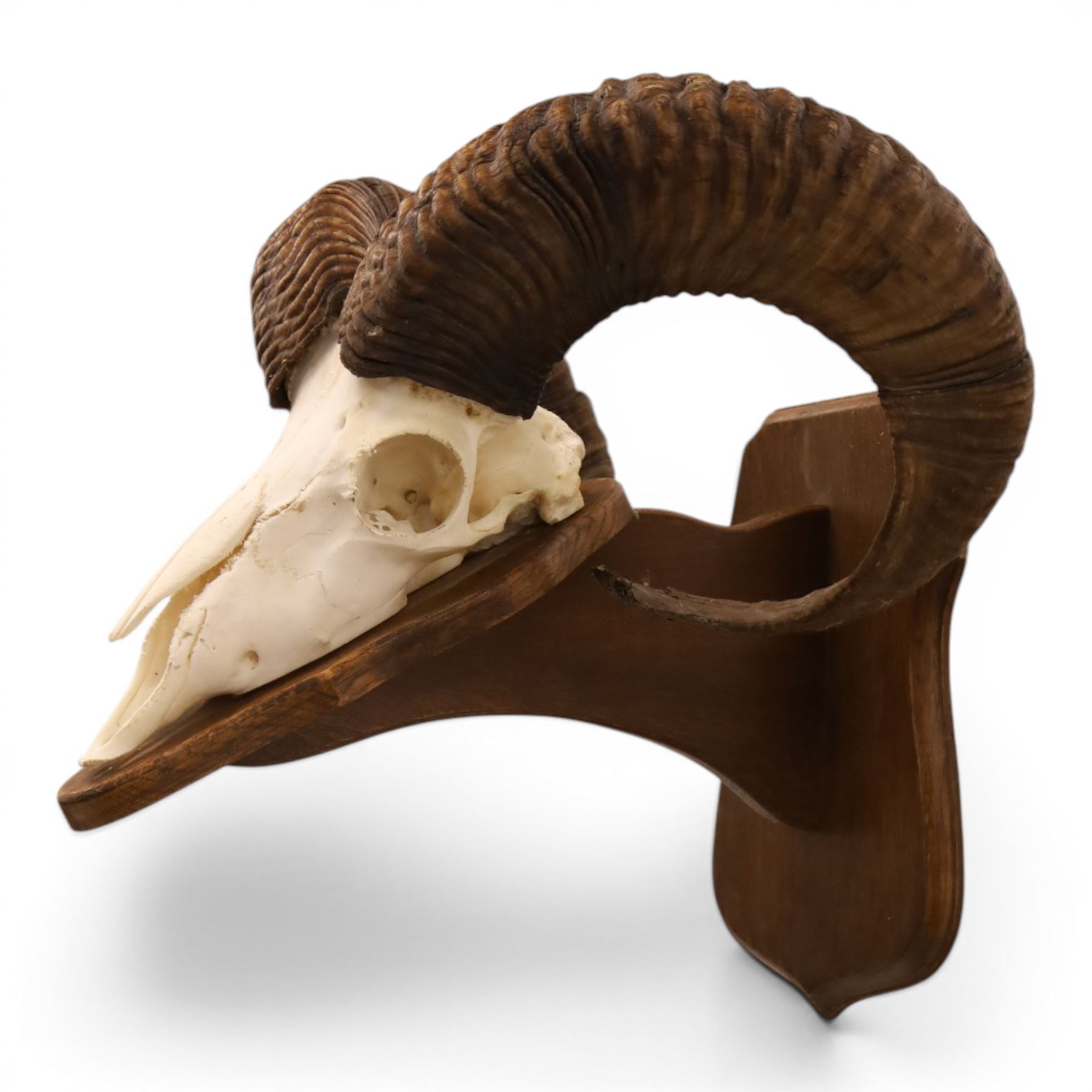 Antlers/Horns - European Mouflon (Ovis aries musimon), set of adult Mouflon ram horns on upper skull, mounted upon a pedestal wall shield, D38cm 