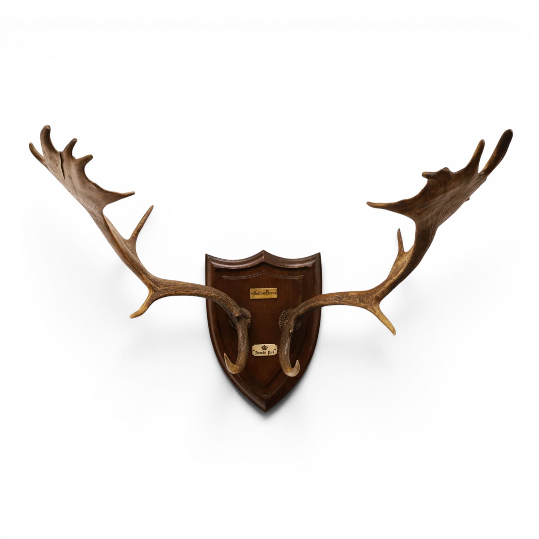 Antlers/Horns - pair of Fallow deer (Dama dama) antlers, mounted on wooden shield, with Arundel Park bone plaque, W81cm 