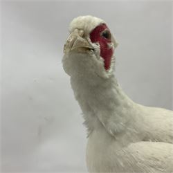 Taxidermy; pair of Common Pheasants (Phasianus Colchicus), white cock and hen adult mounts, upon a wooden base, H51cm  