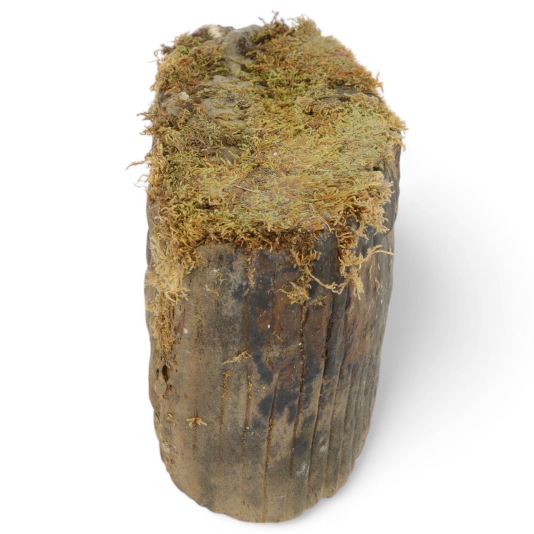 Petrified wood tree trunk/branch, sliced in cross-section with textured edge, H20cm