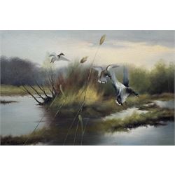  H Pezim (German 1941-): 'Alighting' Mallard coming into Land, oil on canvas signed, label verso and accompanying letter 'John Magee Ltd, 4 Donegall Square West, Belfast' 60cm x 91cm