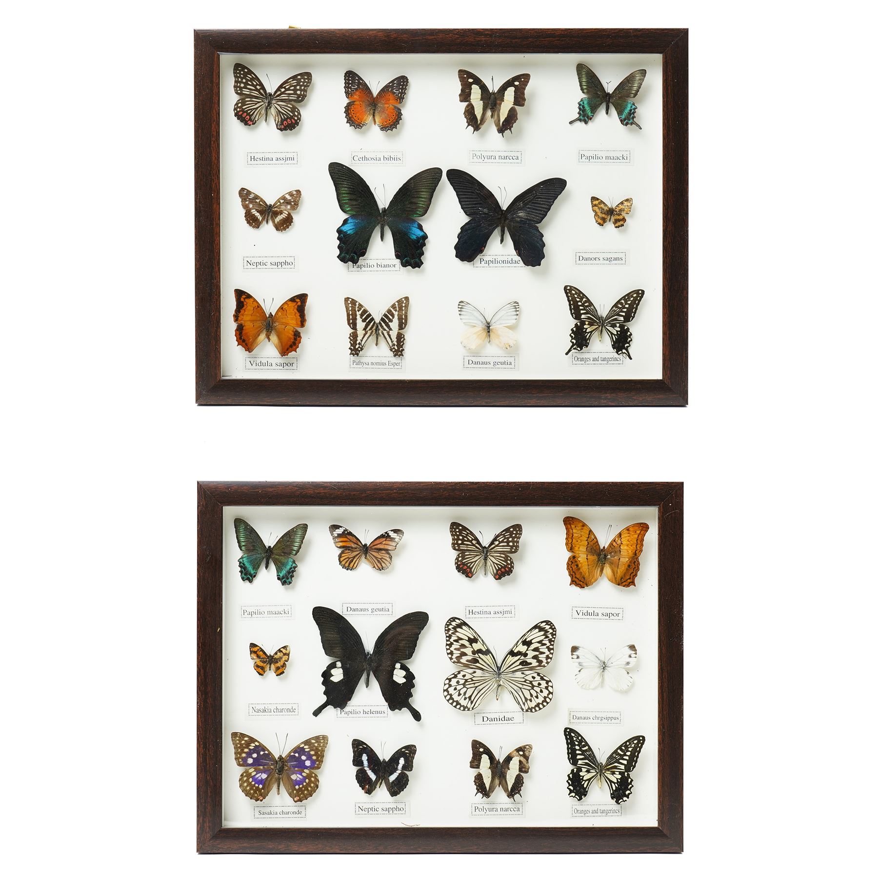 Entomology - Collection of butterfly specimens, presented in two cases, 33cm x 42cm 