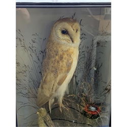 Taxidermy: Early 20th century cased Barn Owl (Tito alba), and finch, in naturalistic setting, perched upon a tree stump, and detailed with long grasses, set against a painted light blue backdrop, encased within an ebonised single pane display case, with taxidermist paper label verso detailed E Allen & Co No 20 Stonegate York, and manuscript label ‘Owl killed by express train York Station 1907, was mounted for signalman W H Kilham’, H49.5cm L32.5cm D17.5cm
