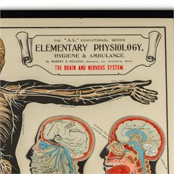Complete set of eight 'AL Educational Series Elementary Physiology Hygiene and Ambulance' medical posters by Robert R Holding (Zoological and Anatomical artist), published by E J Arnold & Son Ltd of Leeds, Glasgow and Belfast, all framed