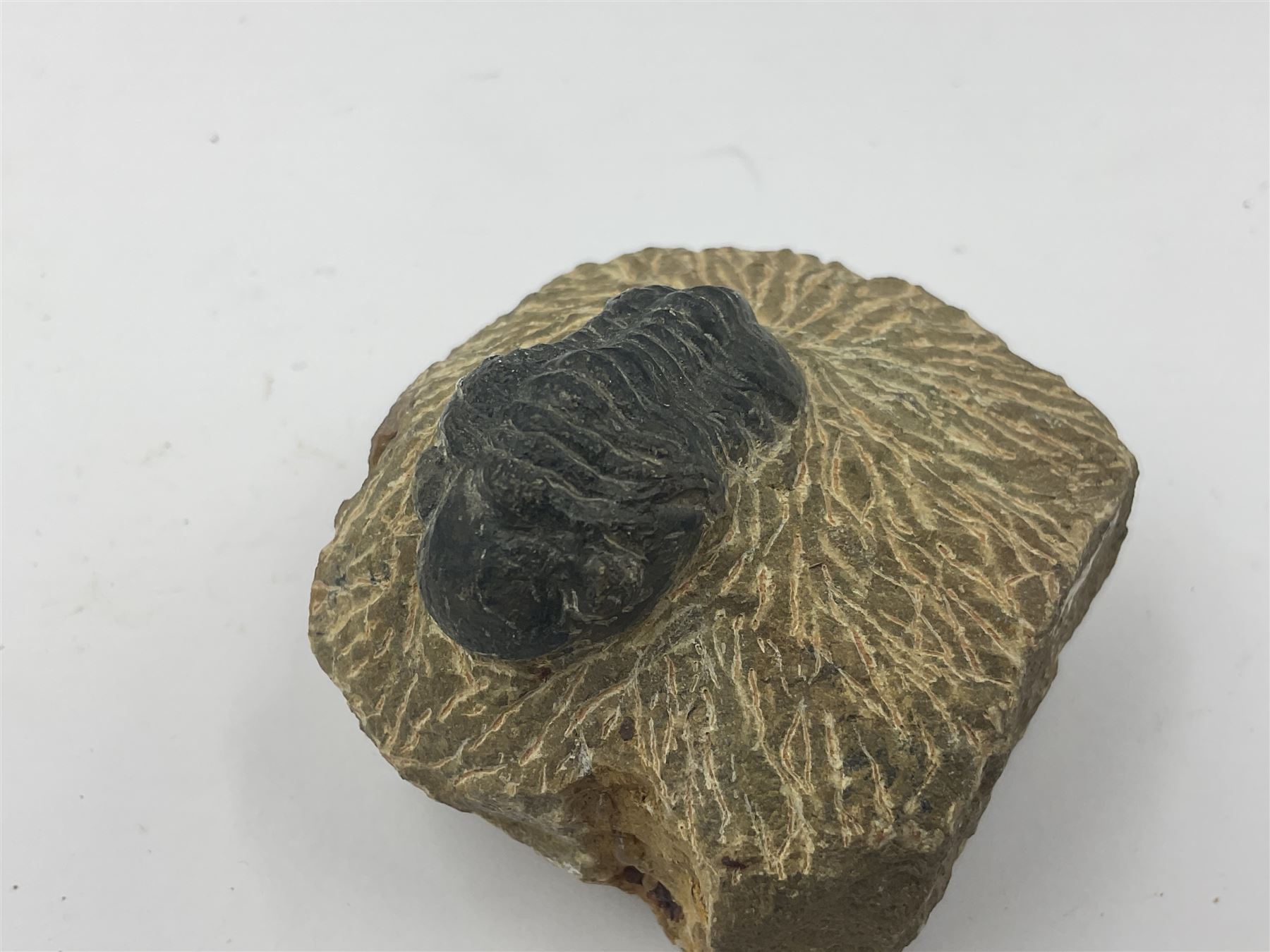 Dragonfly larvae (Libellula doris), together with four Mosasaur teeth, four trilobites (Crotalocephalina gibba) and one other tooth