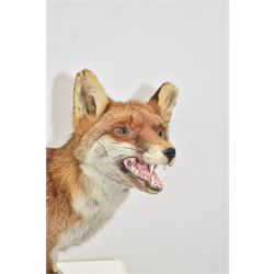 Taxidermy: Red Fox (Vulpes vulpes), full adult mount stood with mouth agape and mounted on an oak stepped plinth, H49cm