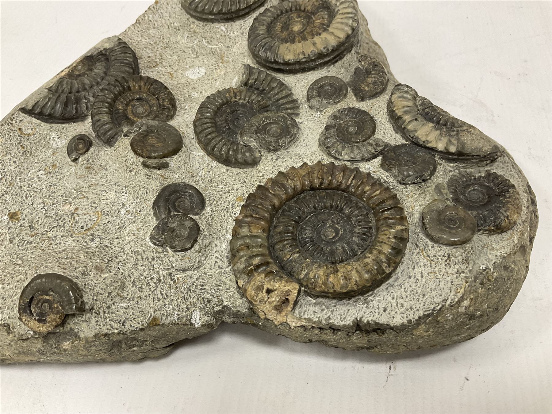 Ammonite multi-block fossil, comprising Arnioceras semicostatum, age; Jurassic period, location; Tunstall, Holderness coast, H30cm, L30cm 