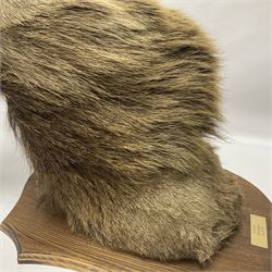 Taxidermy: Red Deer (Cervus elaphus), adult male imperial stag shoulder mount looking straight ahead, eleven point antlers, mounted upon a shaped wooden shield, D65cm