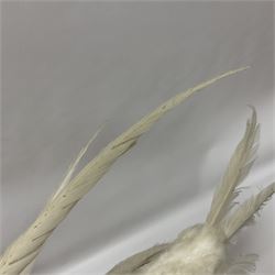 Taxidermy; pair of Common Pheasants (Phasianus Colchicus), white cock and hen adult mounts, upon a wooden base, H51cm  