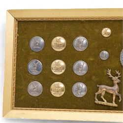 Collection of twenty two 19th century livery buttons with stag motif, badge with stag and St George design and two gilt stag  badges, framed 18cm x 44cm 