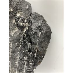 Orthoceras fossil group, age: Devonian period, H33cm, L30cm