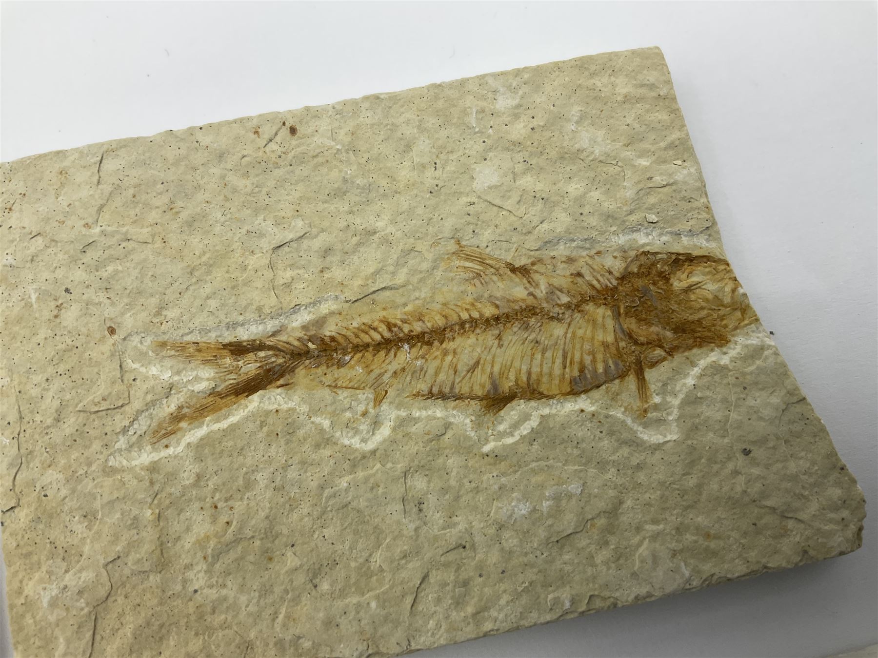 Four fossilised fish (Knightia alta) each in an individual matrix, age; Eocene period, location; Green River Formation, Wyoming, USA, largest matrix H6cm, L11cm