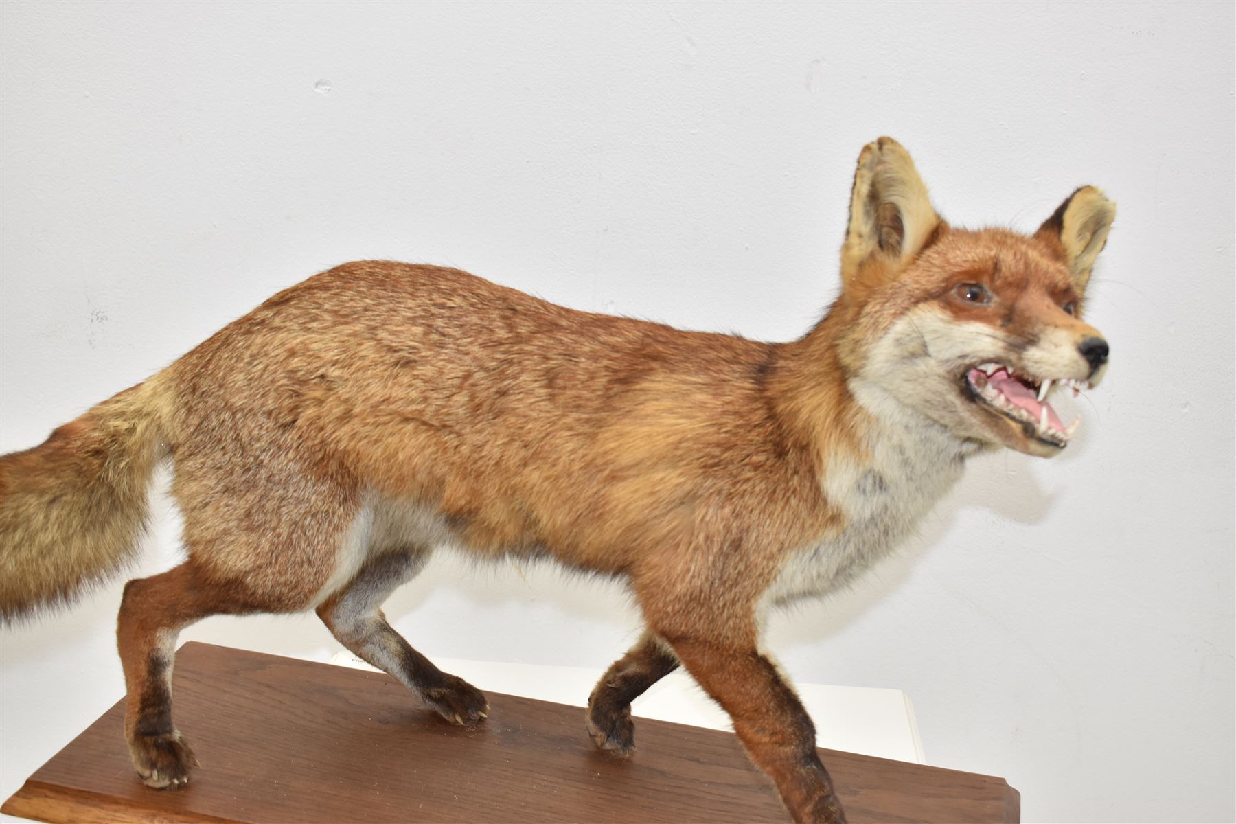 Taxidermy: Red Fox (Vulpes vulpes), full adult mount stood with mouth agape and mounted on an oak stepped plinth, H49cm