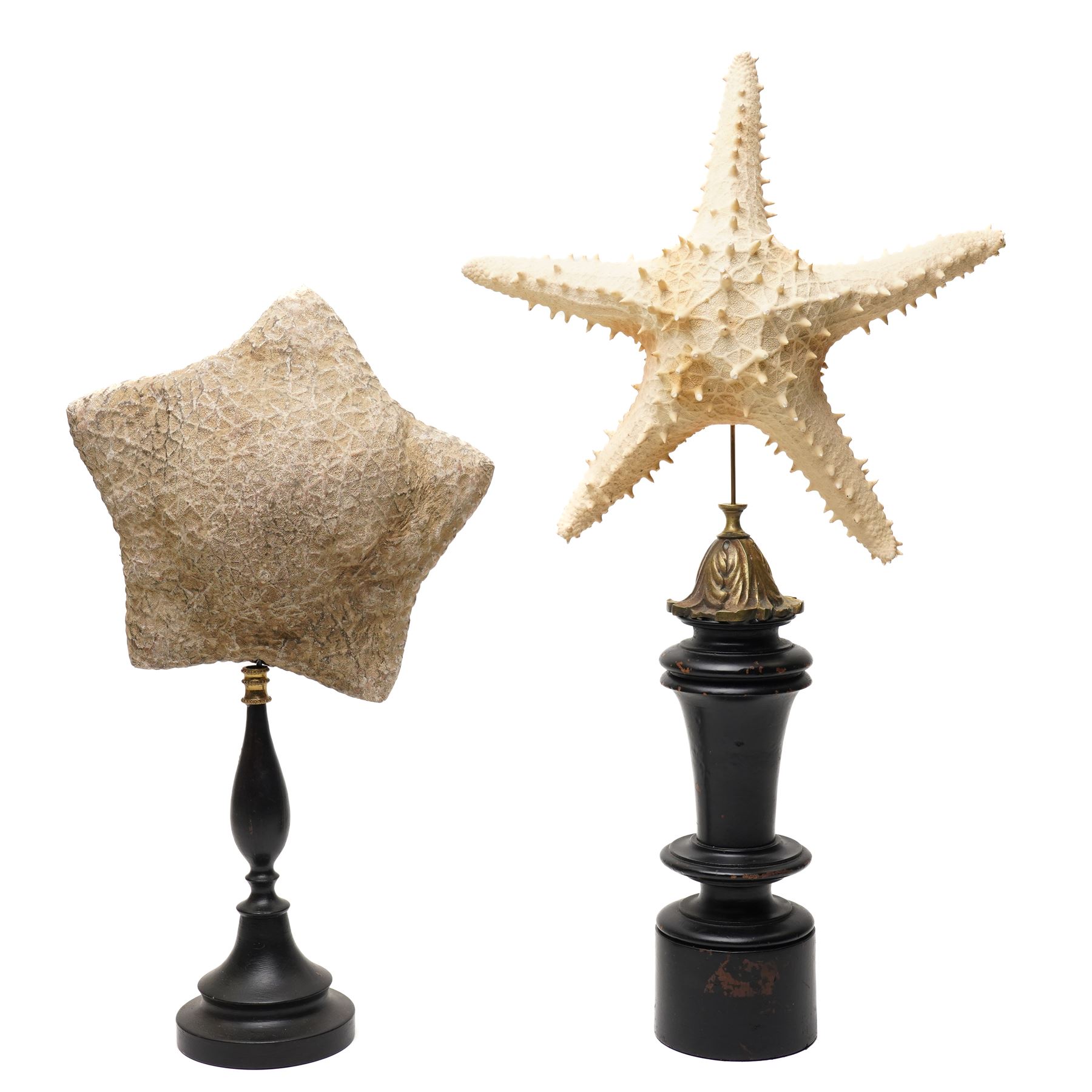 Natural History - Two Victorian preserved starfish on open display, first example five pointed Asteridea starfish, second example five point Halityle starfish, each upon turned ebonized wooden stand, largest H59cm 