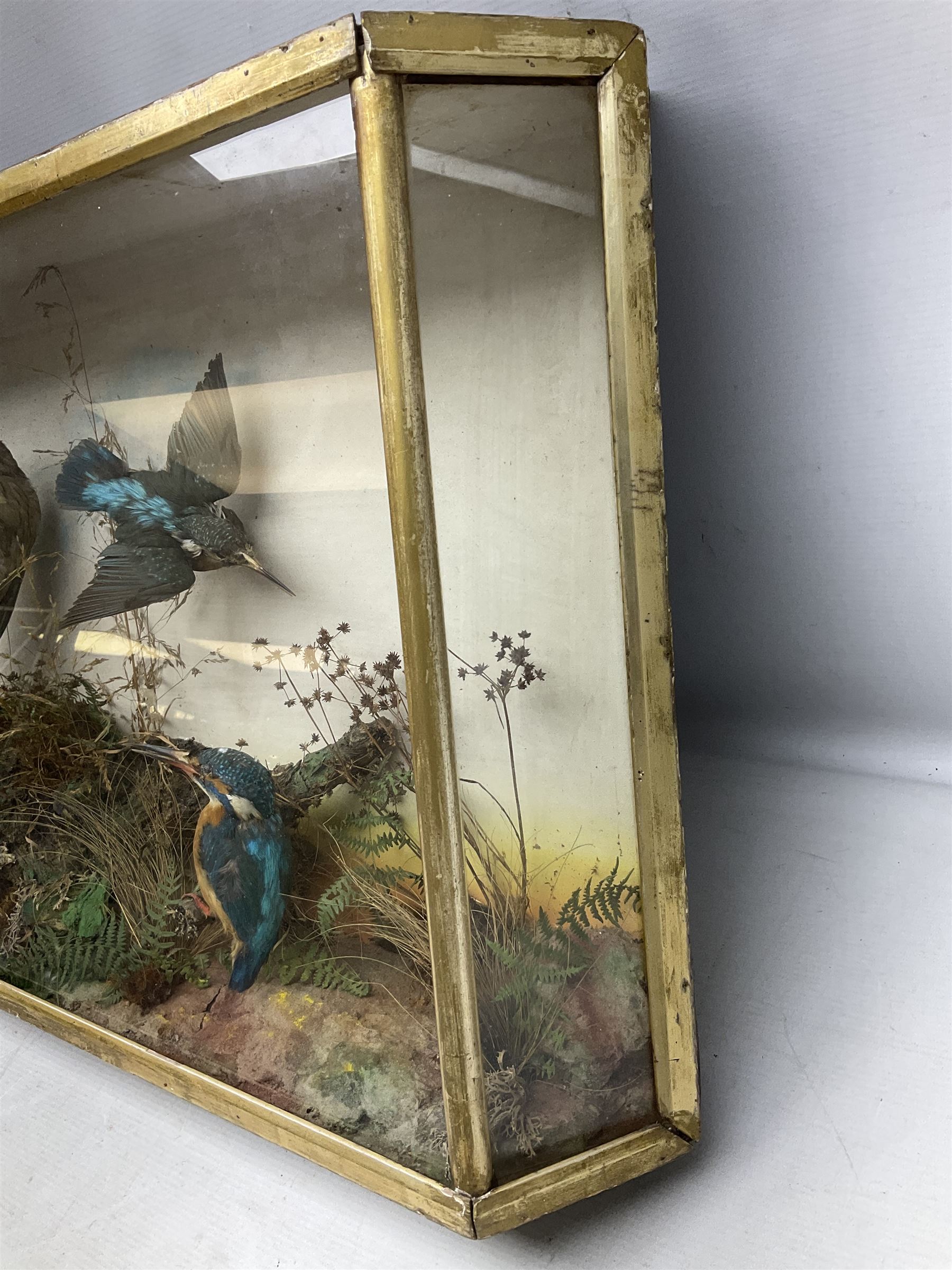 Taxidermy; Victorian cased bird diorama,  pair of Kingfishers (Alcedo Athis) adult mounts and Kestrel (Falco tinnunculus) adult mount, in a naturalistic setting with one kingfisher in flight, encased within a three pane display case, H45cm, L72cm
