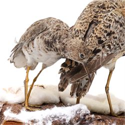 Taxidermy - Ruff (Calidris Pugnax), three adult mounts on naturalistic base, including base H24cm