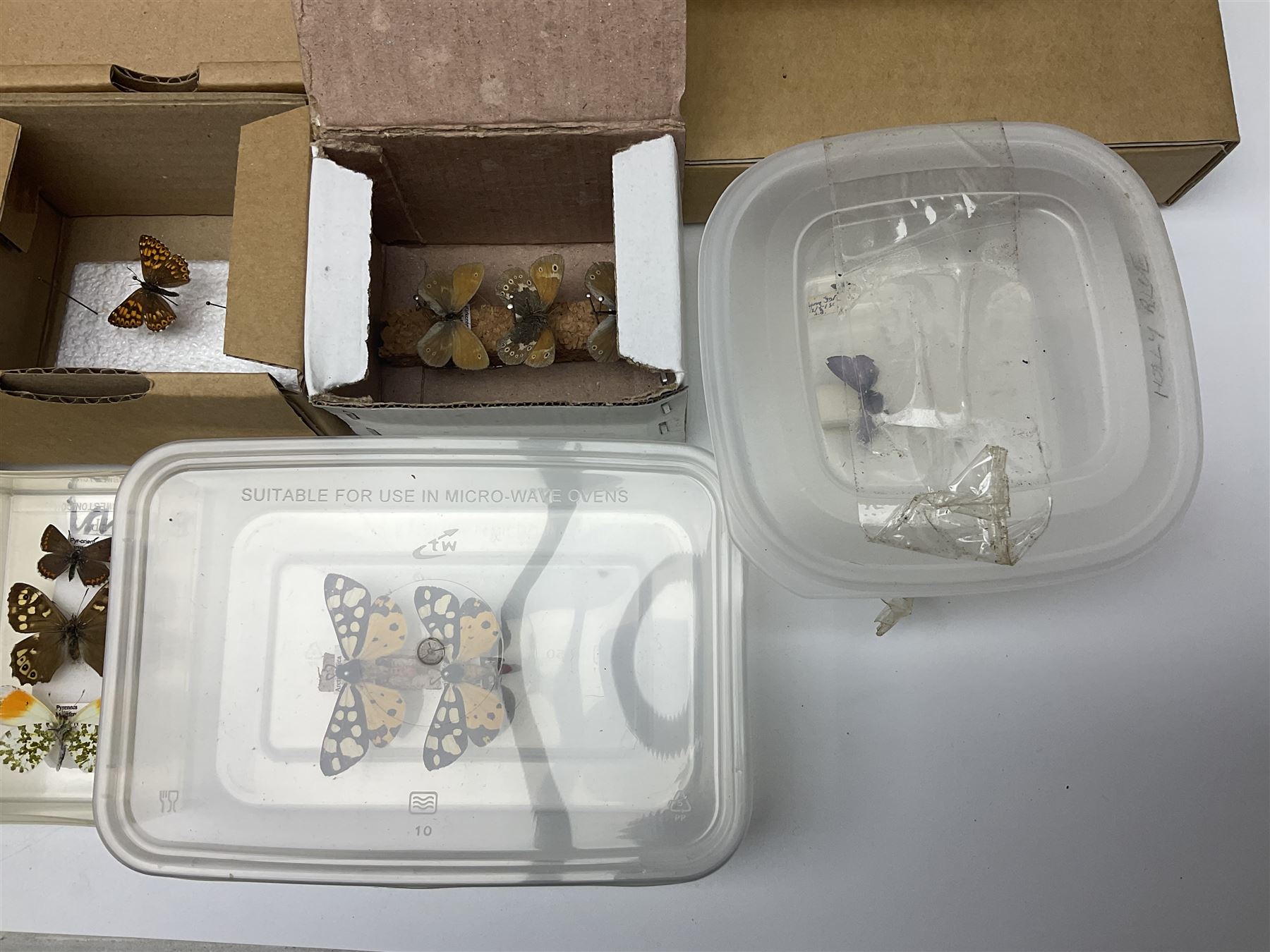 Entomology; large collection of pinned butterflies and moths, to include Cream-spotted Tiger moth, Adonis Blue butterfly, Orange tip butterfly, Swallowtail butterfly etc  