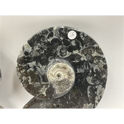 Pair of dishes in the form of ammonites with a raised Goniatite to the centre and Orthoceras and Goniatite inclusions, age: Devonian period, location: Morocco, D11cm