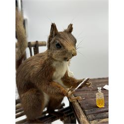 Anthropomorphic Taxidermy: Two red squirrels (Sciurus vulgaris), both seated upon a chair holding playing cards, one smoking a pipe 