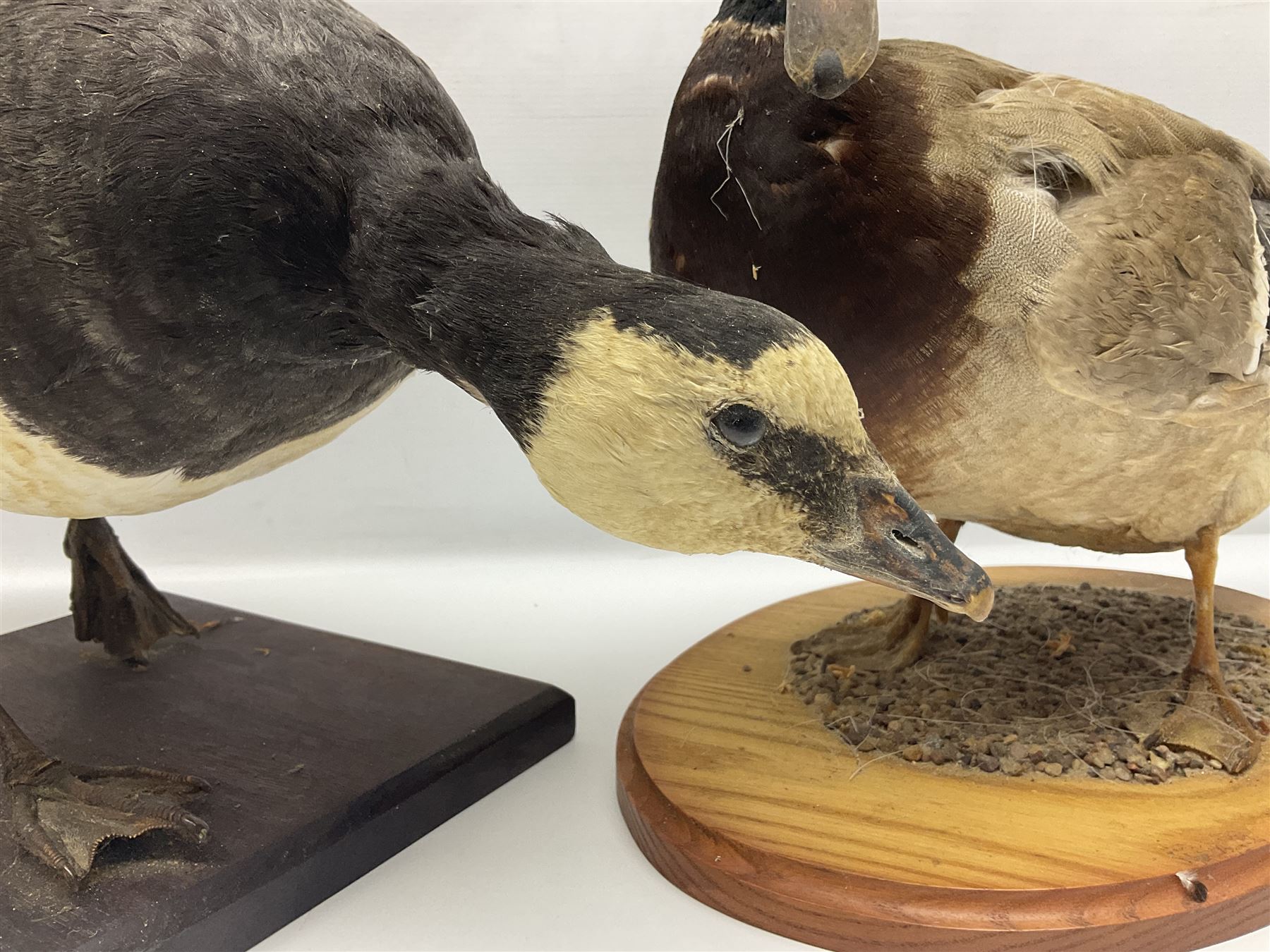 Taxidermy; Barnacle goose (Branta leucopsis), full adult mount, upon a rectangular base, together with Mallard (Anas platyrhynchos), full mount drake, upon an oval base, goose H28cm