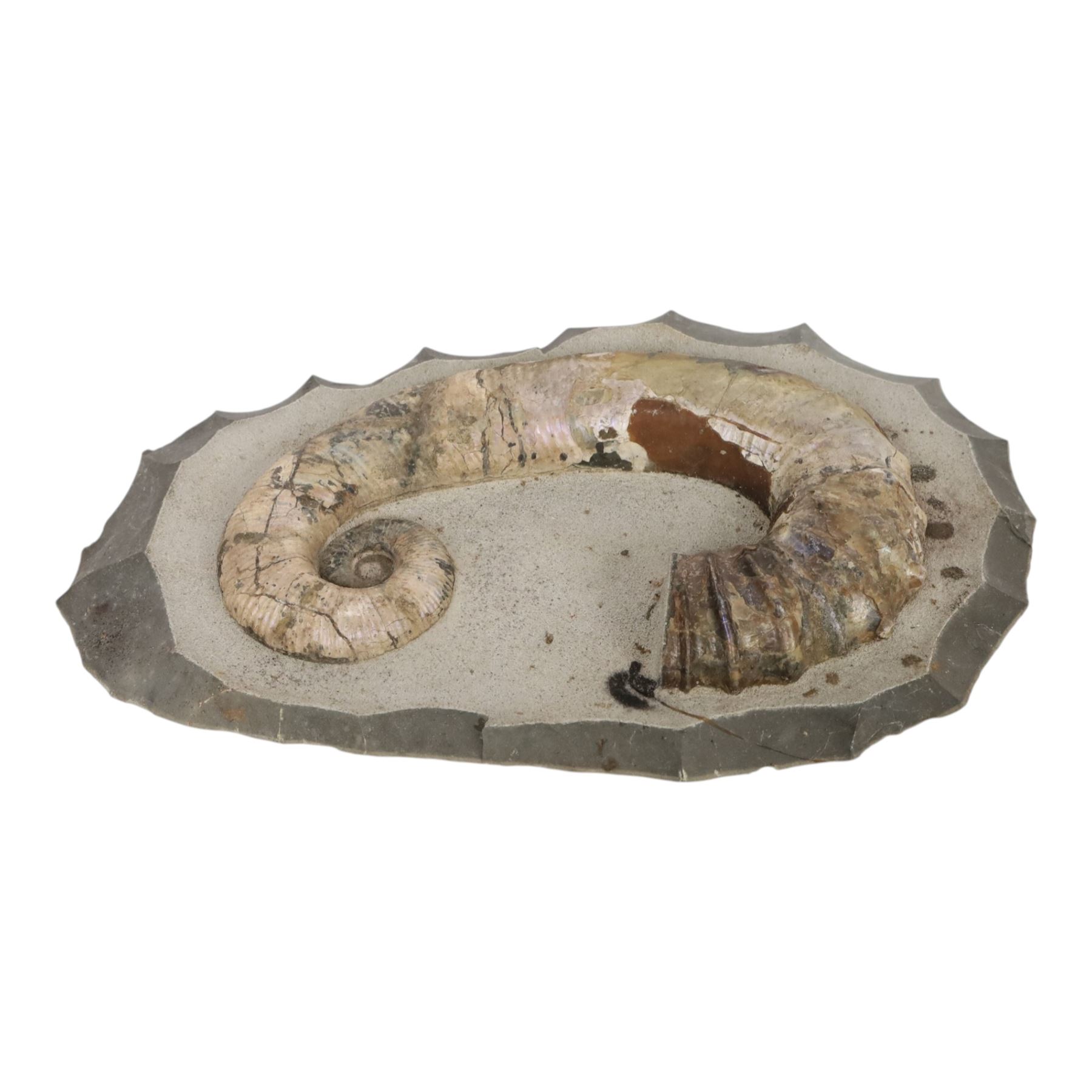 Andiloceras heteromorph ammonite in matrix, age Cretaceous period, location; Volga River, Ulyanovsk, Russia, specimen L22cm