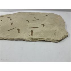 Fossilised fish group in a single matrix; shoal of fossilised fish (Knightia alta), age; Eocene period, location; Green River Formation, Wyoming, USA, matrix L71cm, H46cm