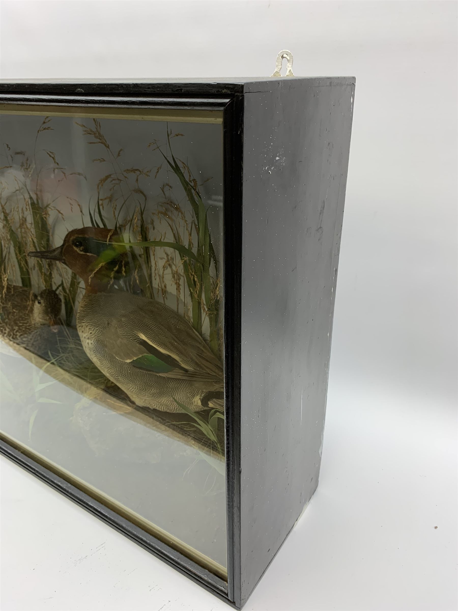 Taxidermy: pair of Green Wing Teal Ducks (Anas Carolinensis), hen and drake, in naturalistic setting, detailed with rockwork and long grasses, set against a painted light blue backdrop, encased within an ebonised single pane display case, with taxidermist paper label verso detailed E Allen & Co No 20 Stonegate York, H47cm L68.5cm D18.5cm