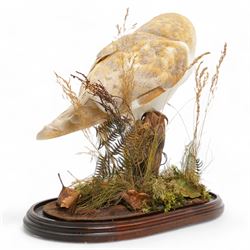 Taxidermy: Victorian Barn Owl (Tyto Alba), full male adult mount upon a tree stump in a naturalistic setting, enclosed within a later glass dome H42cm 