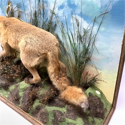 Taxidermy: red fox (Vulpes vulpes), full mount on open display in naturalistic setting upon rocky modelled base detailed with long grasses and heather, set against a sky painted backdrop, with label to ground for Graham Teasdale Taxidermist & Naturalist, H62cm L95cm D29cm 