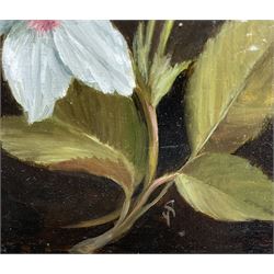 Susie Philipps (British Contemporary): Christmas Helebores, oil on board signed with monogram, artist's studio card verso 15cm x 12cm