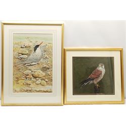 Lorna C Beckett (British late 20th century): 'Kestral', watercolour signed with initials and dated '93, titled verso 30cm x 34cm; Seabird on the Shore, 20th century watercolour indistinctly signed 47cm x 31cm (2)