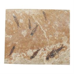 fossilised fish (Knightia alta) eight specimens in a single matrix; age; Eocene period, lo...