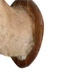 Taxidermy: Red Deer (Cervus elaphus), an adult stag shoulder mount with head turning to the left, mounted upon a wooden shield, D80cm