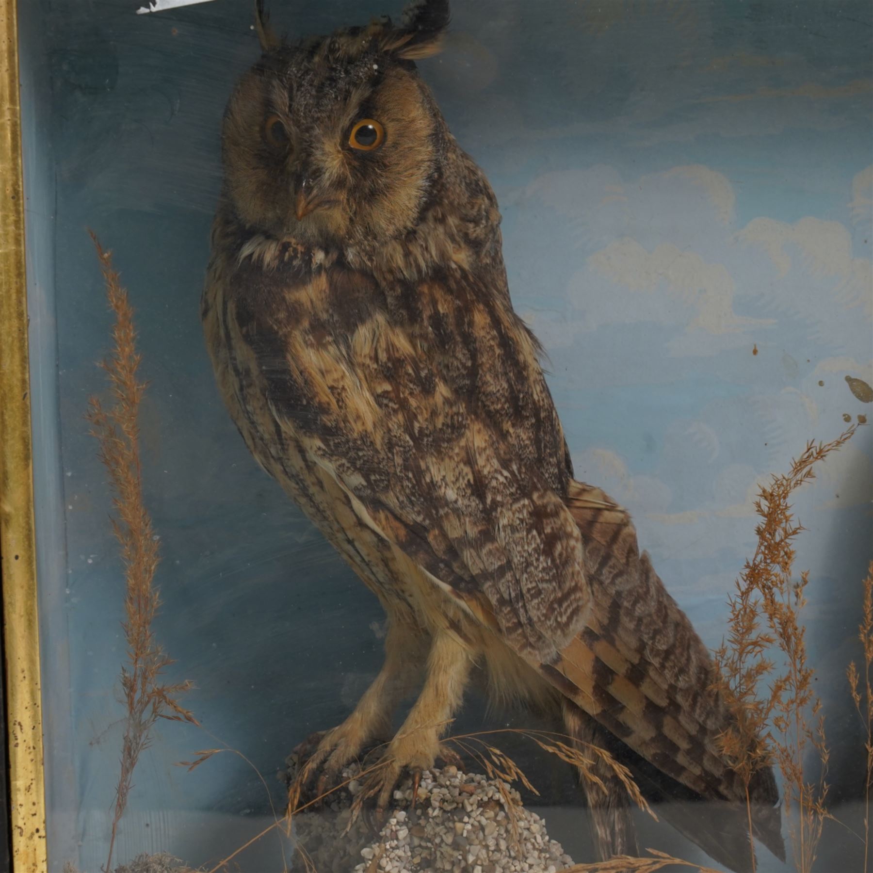 Taxidermy: Victorian case pair of long-eared owls (Asio Otus), male and female full mounts, with in naturalistic setting and blue sky painted background, encased within an ebonised single glass display case with gilt frame, 53cm x 38cm x 19cm