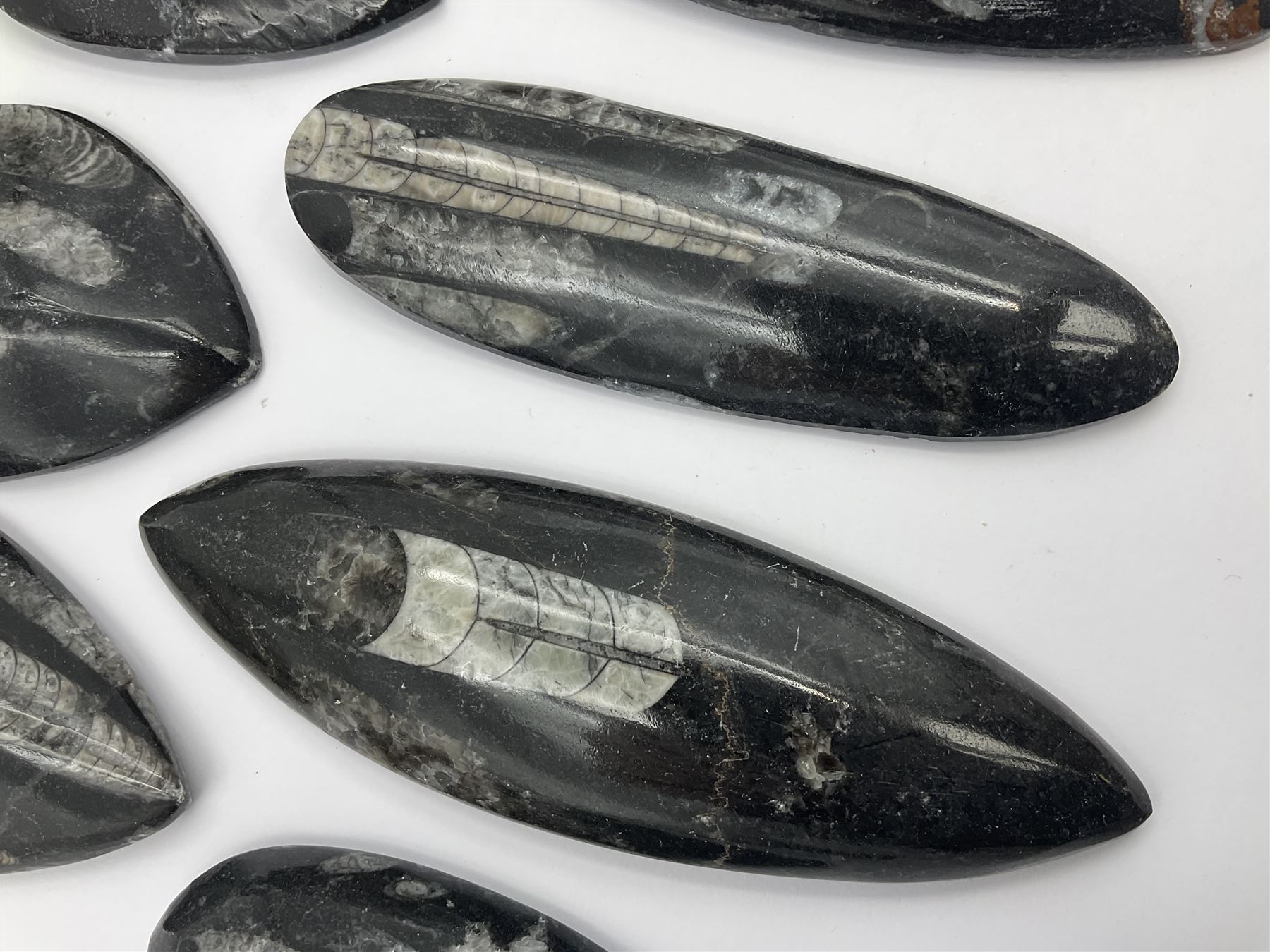 Ten individual polished orthoceras fossils, age; Devonian period, location; Morocco, largest L13cm, W4cm