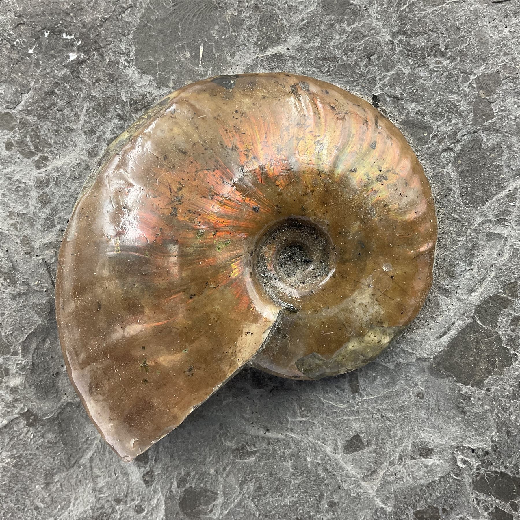 Cleoniceras opalised ammonite upon a slate display matrix, with metal stand, age; Cretaceous period, location; Madagascar, matrix H16cm, L32cm