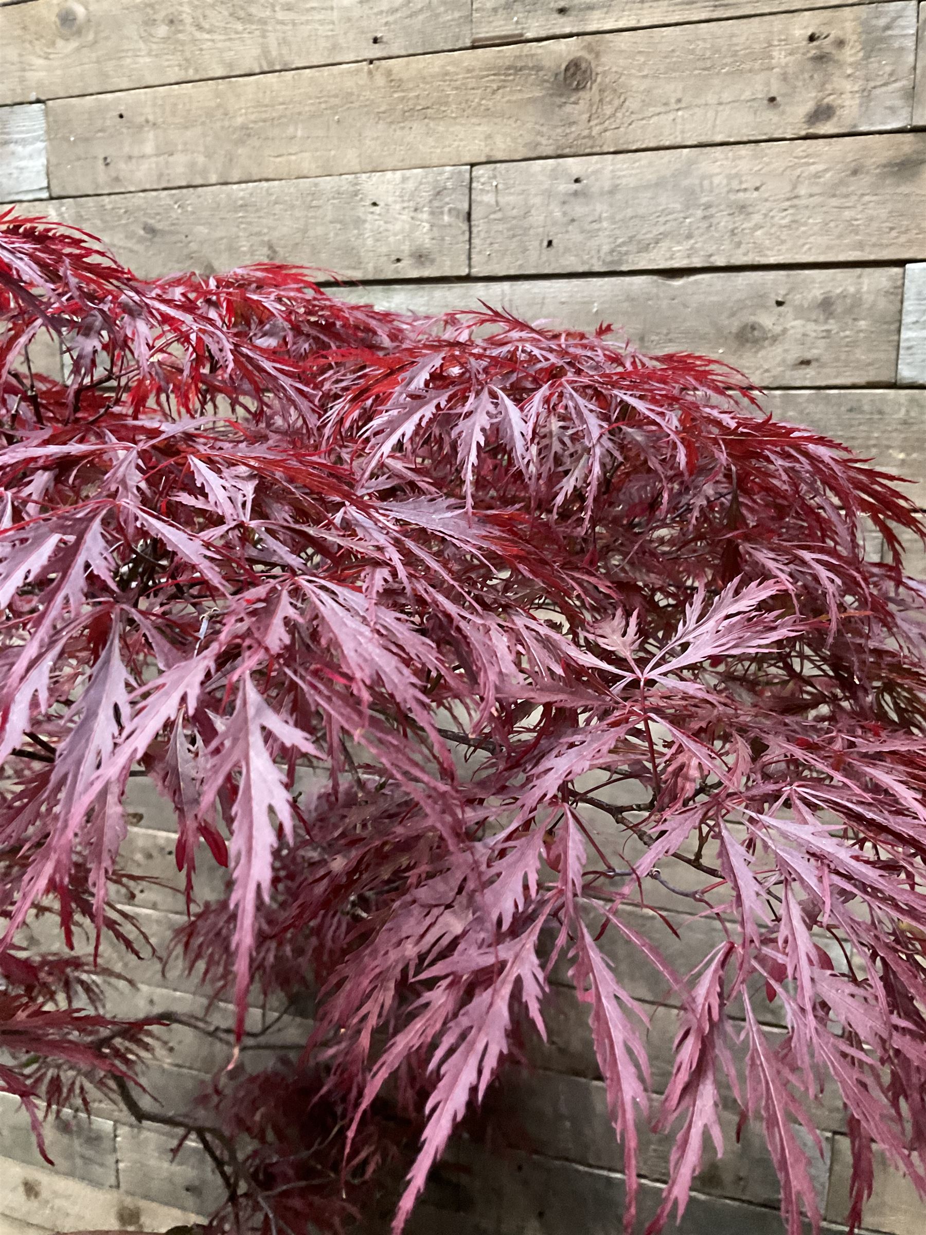 Large glazed planter with acer tree  - THIS LOT IS TO BE COLLECTED BY APPOINTMENT FROM DUGGLEBY STORAGE, GREAT HILL, EASTFIELD, SCARBOROUGH, YO11 3TX