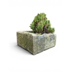 19th century hewn stone planter of square form, planted 