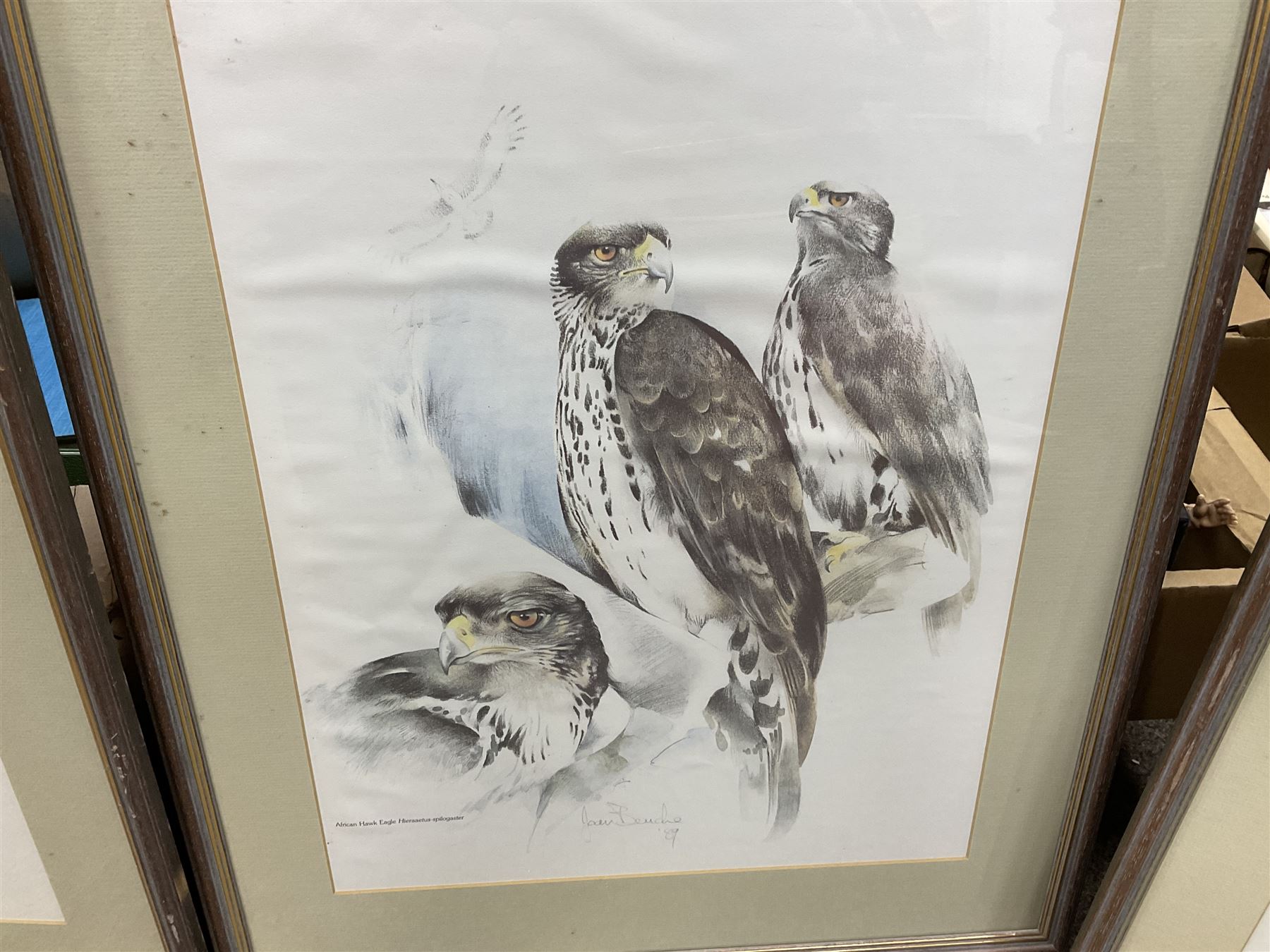 After Joan Beuche (South African 20th century) Eagles, set of six coloured prints (6)