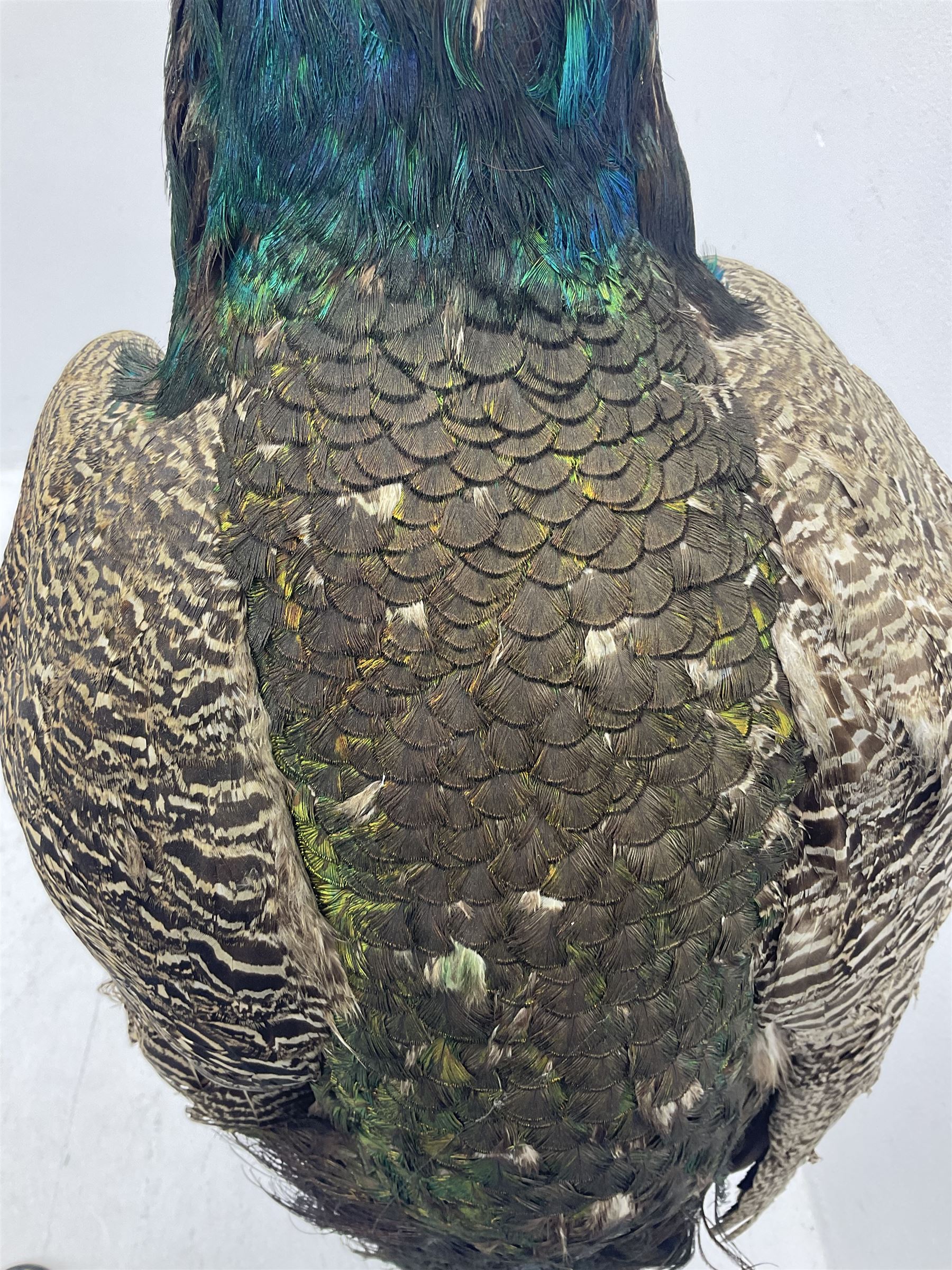 Taxidermy: Indian Peacock (Pavo cristatus), full mount adult cock bird facing forward, with tail hanging below, mounted upon an ebonised plinth, H140cm