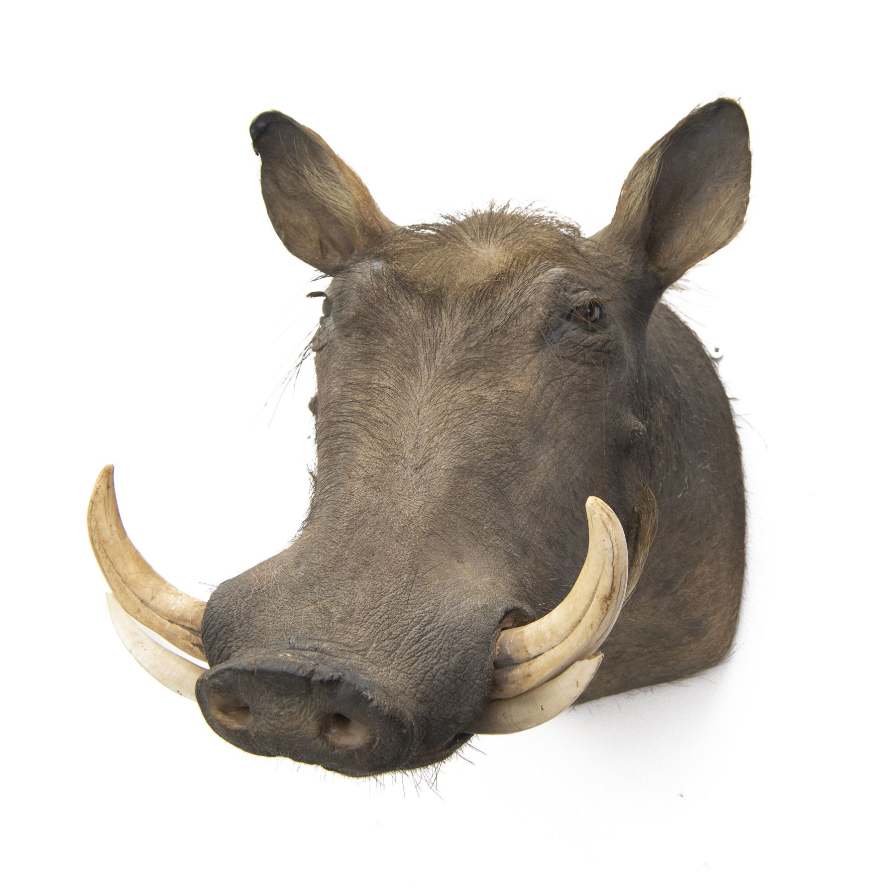 Taxidermy: A Common Warthog (Phacochoerus africanus), large adult head mount looking straight ahead