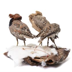 Taxidermy - Ruff (Calidris Pugnax), three adult mounts on naturalistic base, including base H24cm