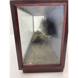 Taxidermy: Cased Northern Pike (Esox lucius), by M.P. Harman, Taxidermy, Thanet, Kent, a large preserved skin mount set above a pebbled river bed with reeds and grasses, set against blue painted back drop, enclosed within a large three panel glass display case, L137cm D33cm H49cm 