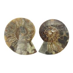 Two ammonite fossil slices, with polished finish, age: Cretaceous period, location: Madagascar, D10cm