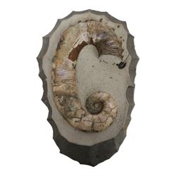 Andiloceras heteromorph ammonite in matrix, age Cretaceous period, location; Volga River, Ulyanovsk, Russia, specimen L22cm