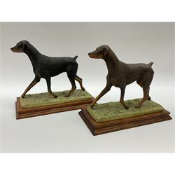 Border Fine Arts Doberman Pinscher, black with brown markings, limited edition 279 of 500 modelled by Elizabeth Waugh, with plinth H20.5cm, together with Border Fine Arts Doberman Pinscher, dark brown with light brown markings, limited edition 297 of 500 modelled by Elizabeth Waugh, with plinth H20.5cm