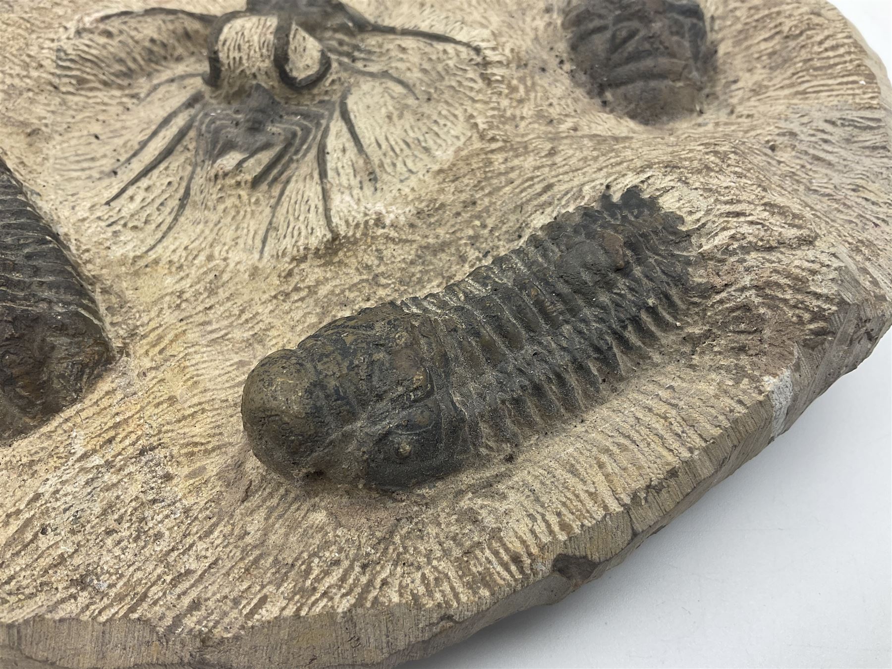 Montage group of trilobites in stone matrix, showing four Crotalocephalina gibba and one Dicranurus monstrosus to the centre, age; Devonian period, location; Morocco, D23cm 
